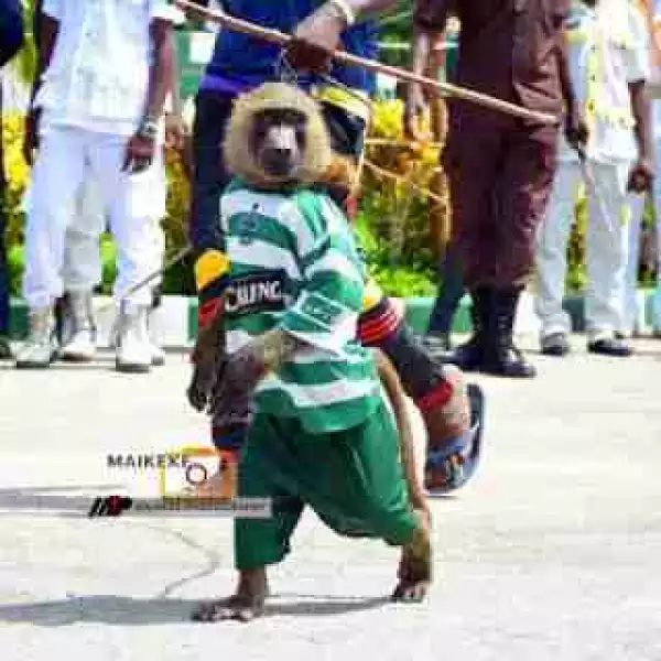 Checkout This Photo Of A Monkey In A Jersey At The Hawan Daushe Durbar In Bauchi State